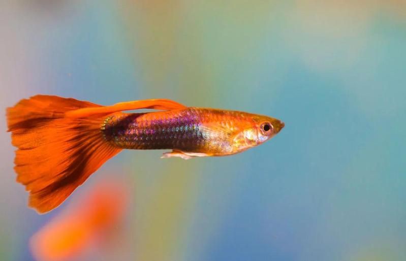 魚身上破皮了會自愈嗎【魚受傷后能自愈嗎】