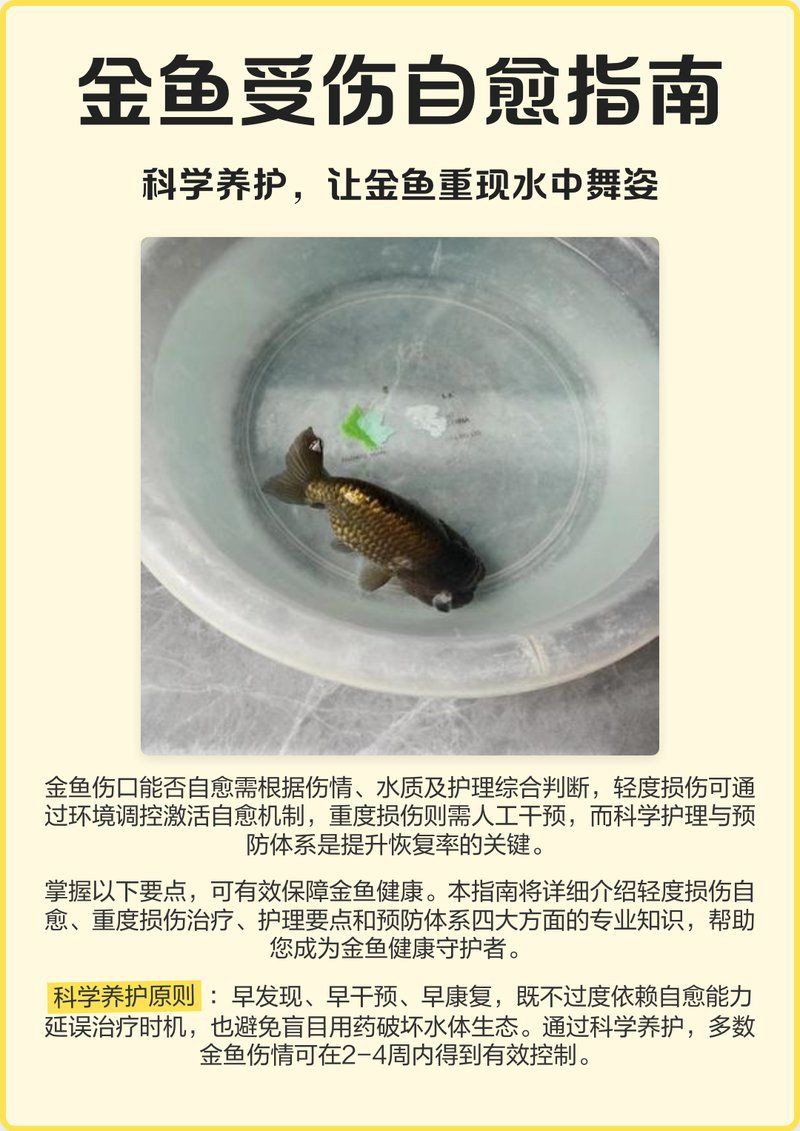 魚身上破皮了會自愈嗎【魚受傷后能自愈嗎】