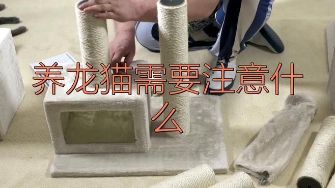 如何確保龍貓和貓的安全？【養(yǎng)龍貓需要注意什么】