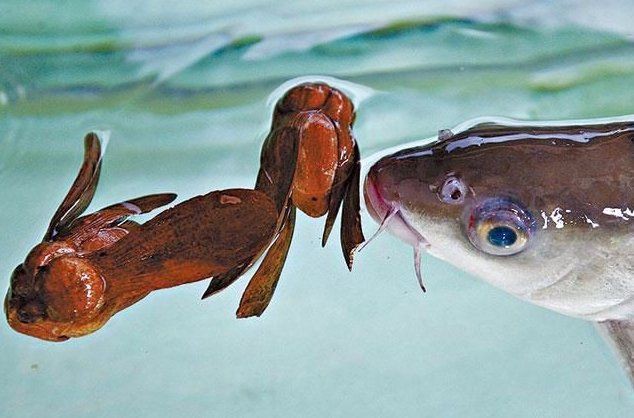 馬來忘不了魚電視劇后續(xù)【“馬來忘不了魚電視劇后續(xù)”具體劇情發(fā)展或官方續(xù)集信息】