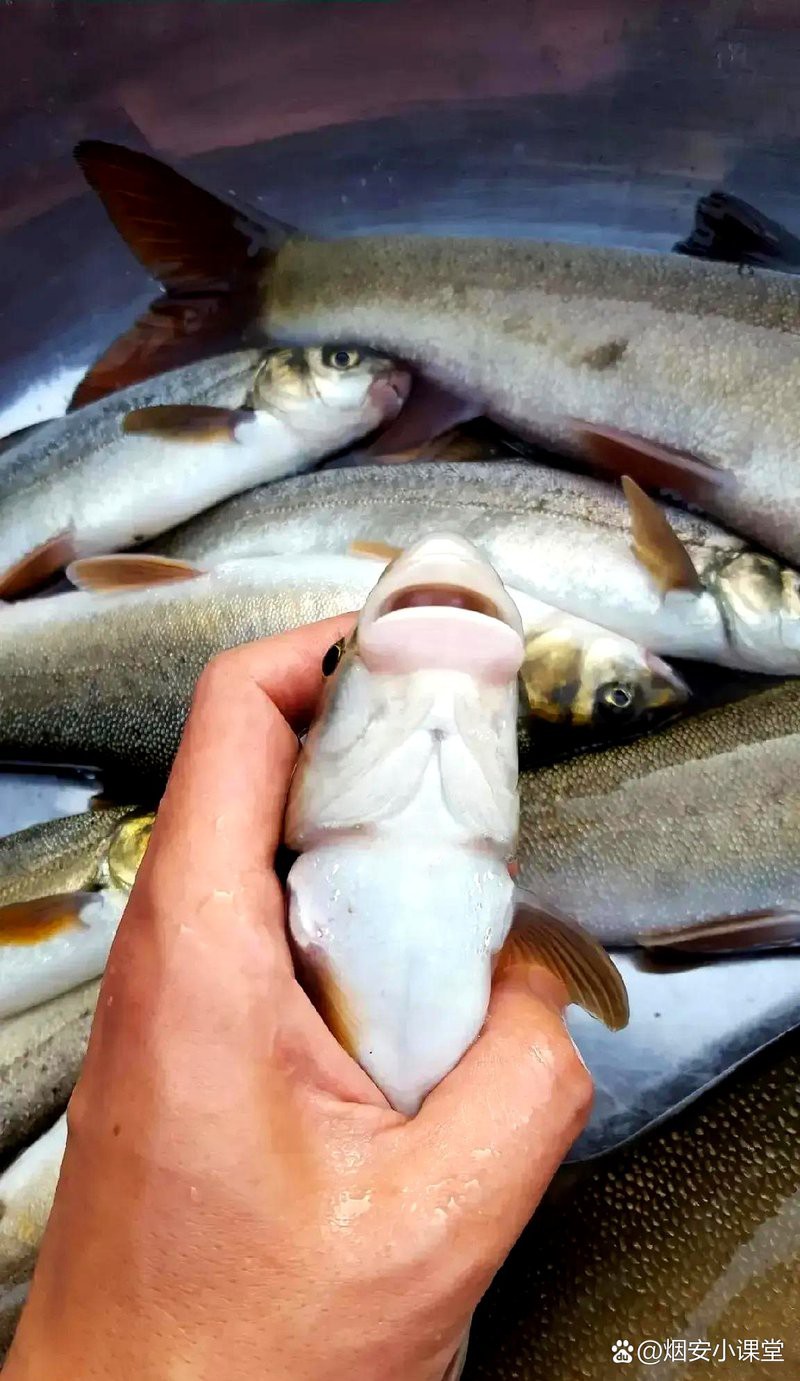 什么魚1萬一斤【 什么魚1萬一斤【\