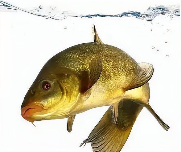 什么魚1萬一斤【 什么魚1萬一斤【\