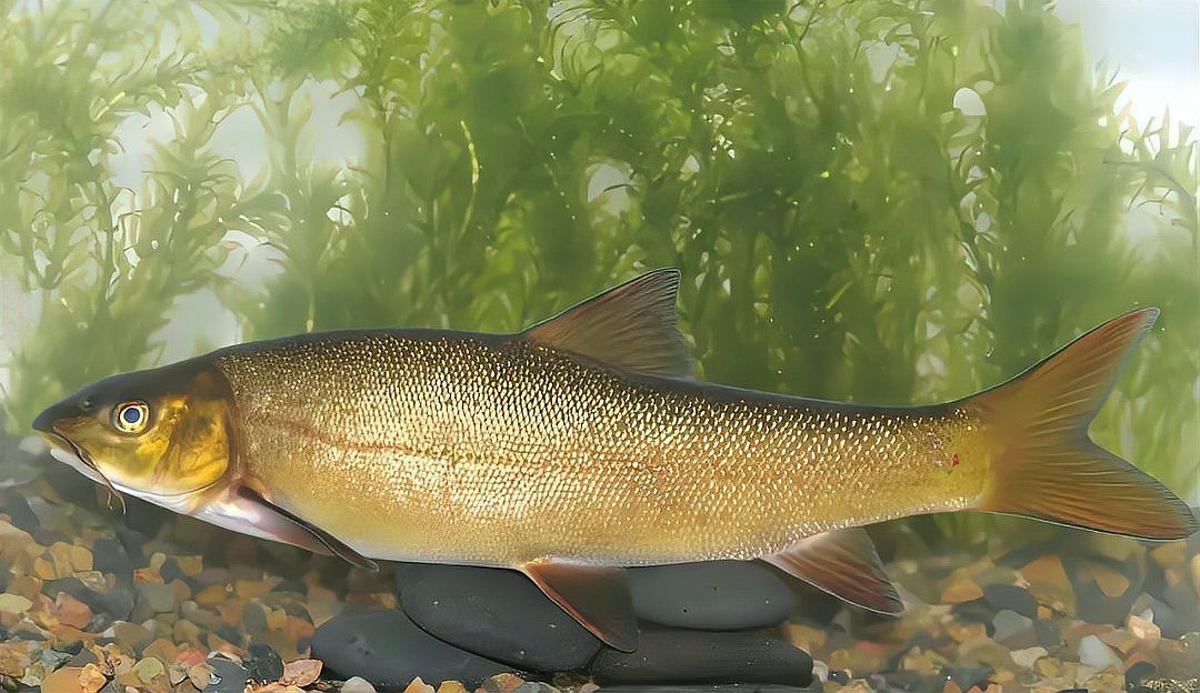 什么魚1萬一斤【 什么魚1萬一斤【\