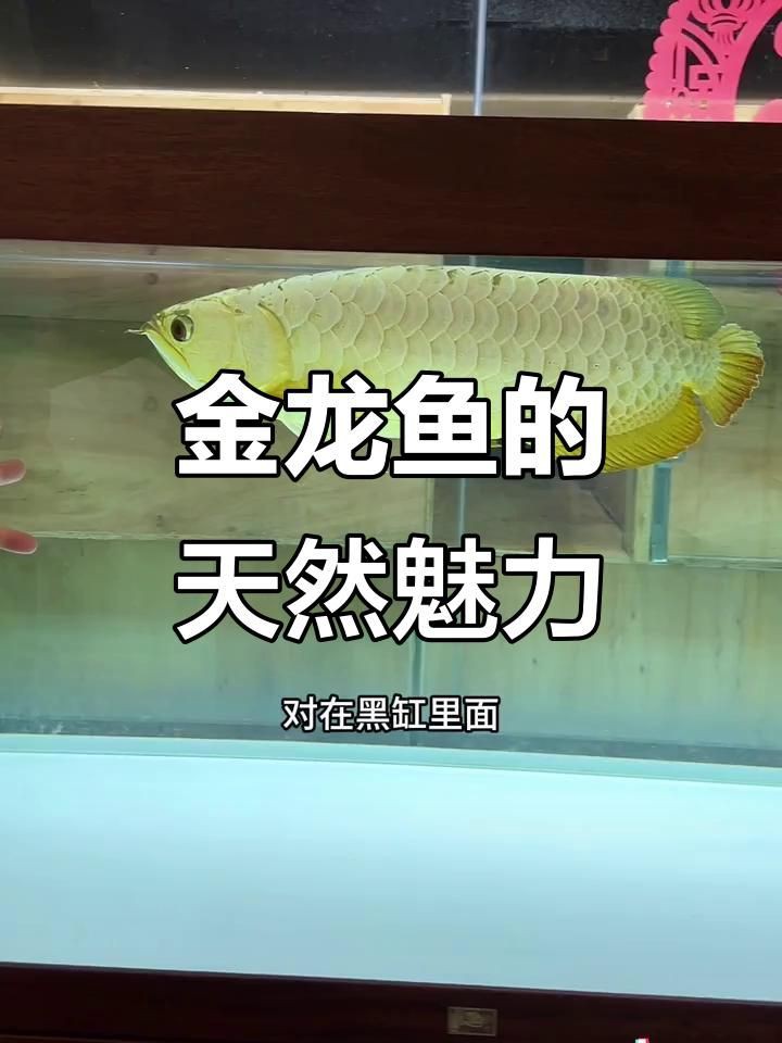如何鑒別優(yōu)質(zhì)金龍魚(yú)【如何挑選優(yōu)質(zhì)的金龍魚(yú)】