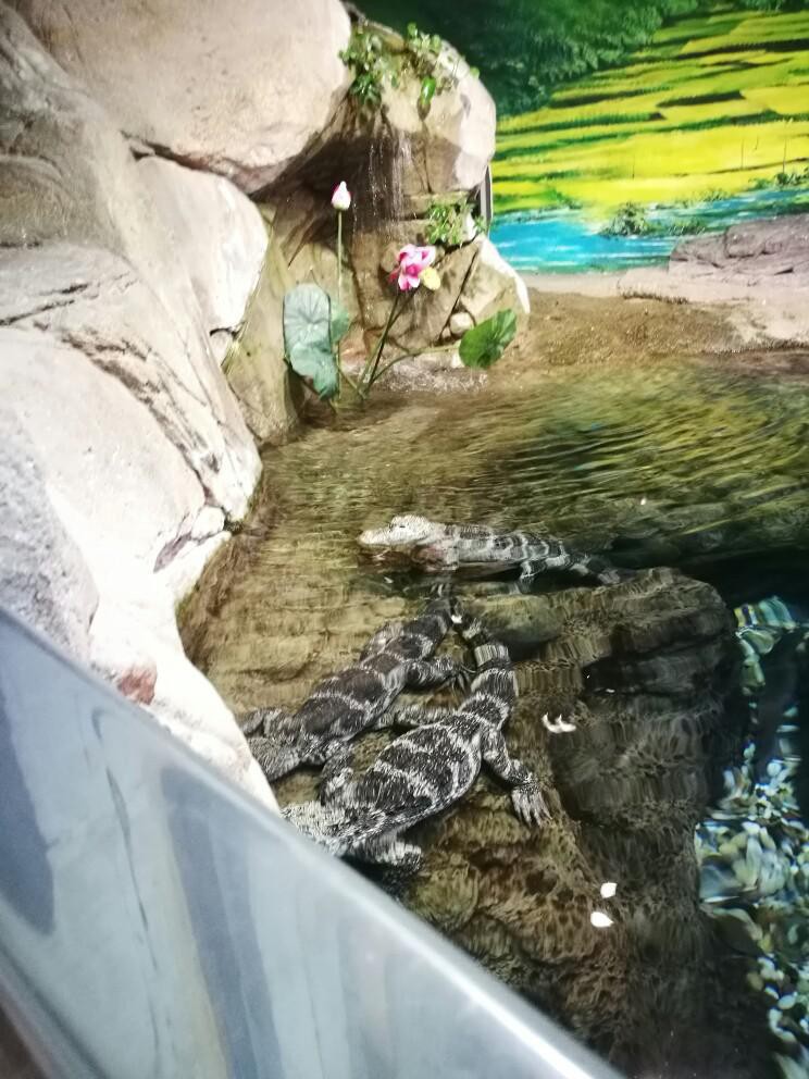 徐家匯水族店【上海市徐匯區永順水族館、徐匯天主堂、北外灘一日游巷弄探秘者小滕】 徐家匯水族店【上海市徐匯區永順水族館、徐匯天主堂、北外灘一日游巷弄探秘者小滕】 全國水族館企業名錄 第3張
