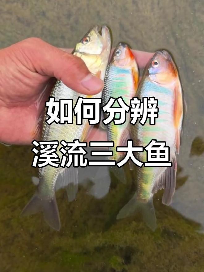 鱲魚品種大全【烏云快走開溪流三兄弟大揭秘:馬口、寬鰭鱲與長鰭鱲如何區(qū)分】