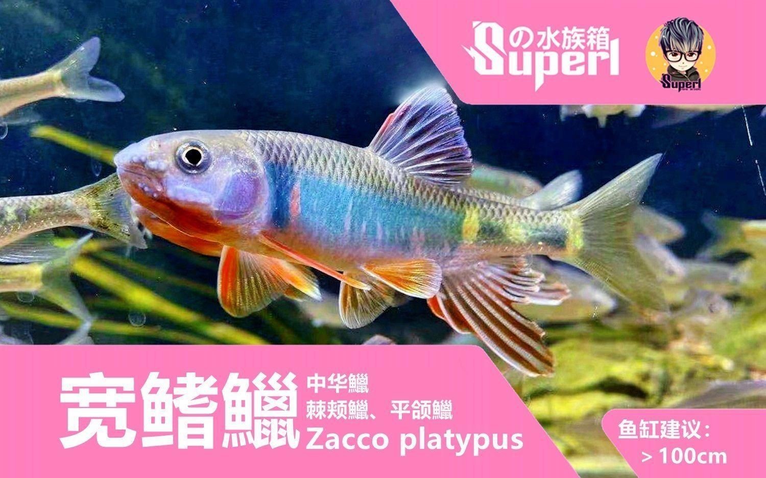 鱲魚品種大全【烏云快走開溪流三兄弟大揭秘:馬口、寬鰭鱲與長鰭鱲如何區分】