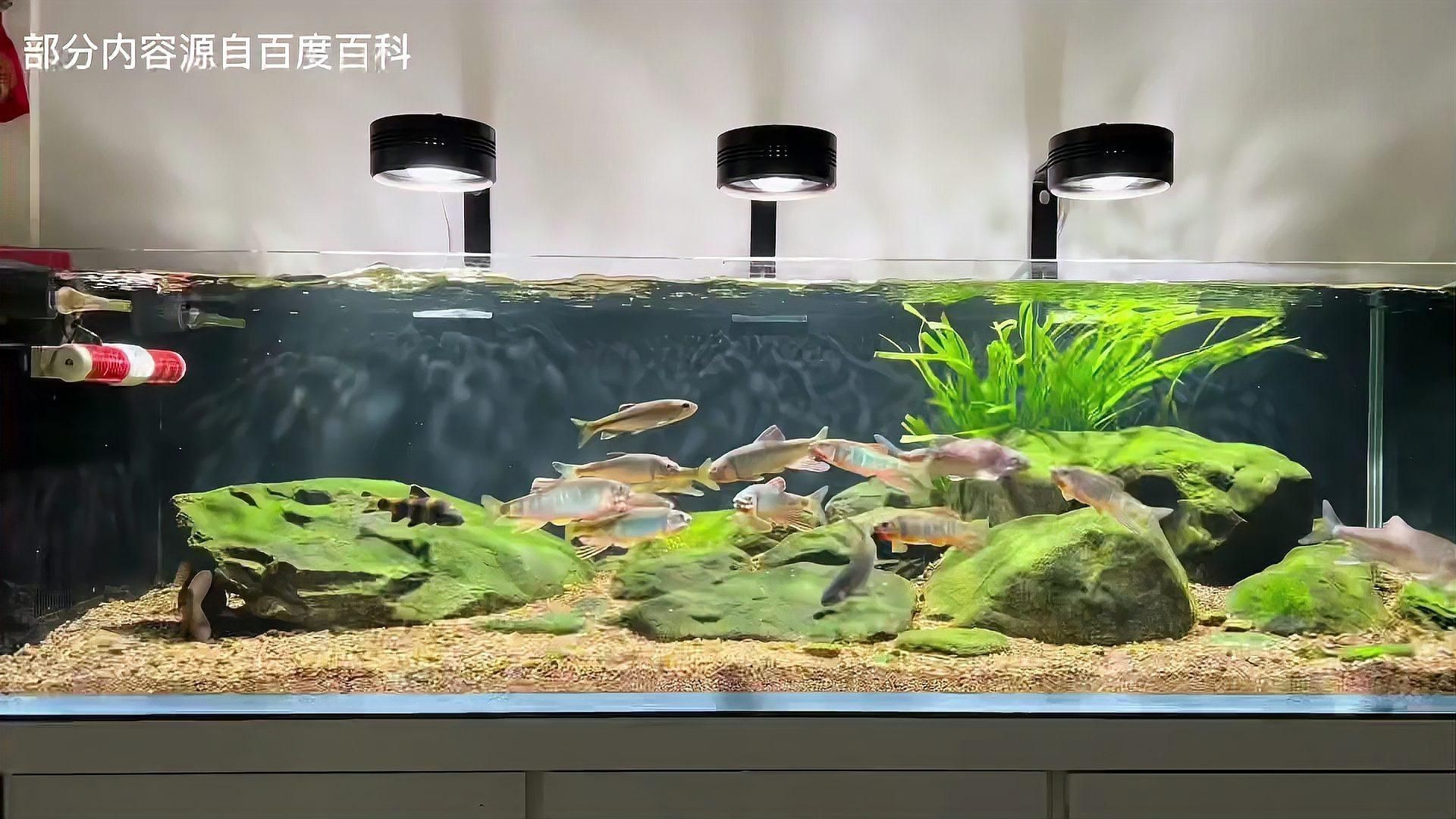 鱲魚品種大全【烏云快走開溪流三兄弟大揭秘:馬口、寬鰭鱲與長鰭鱲如何區分】