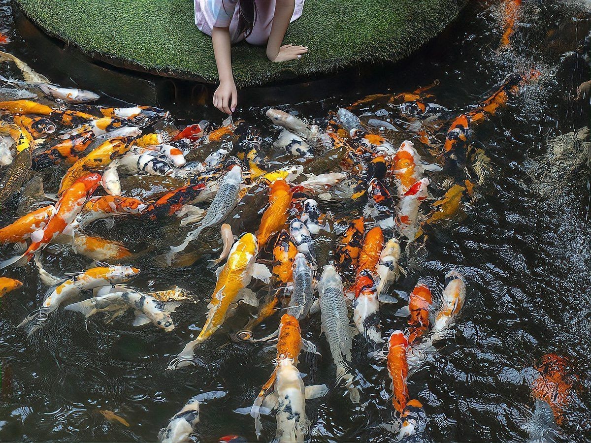錦鯉喜陰還是喜光【《錦鯉喜陰還是喜光》】