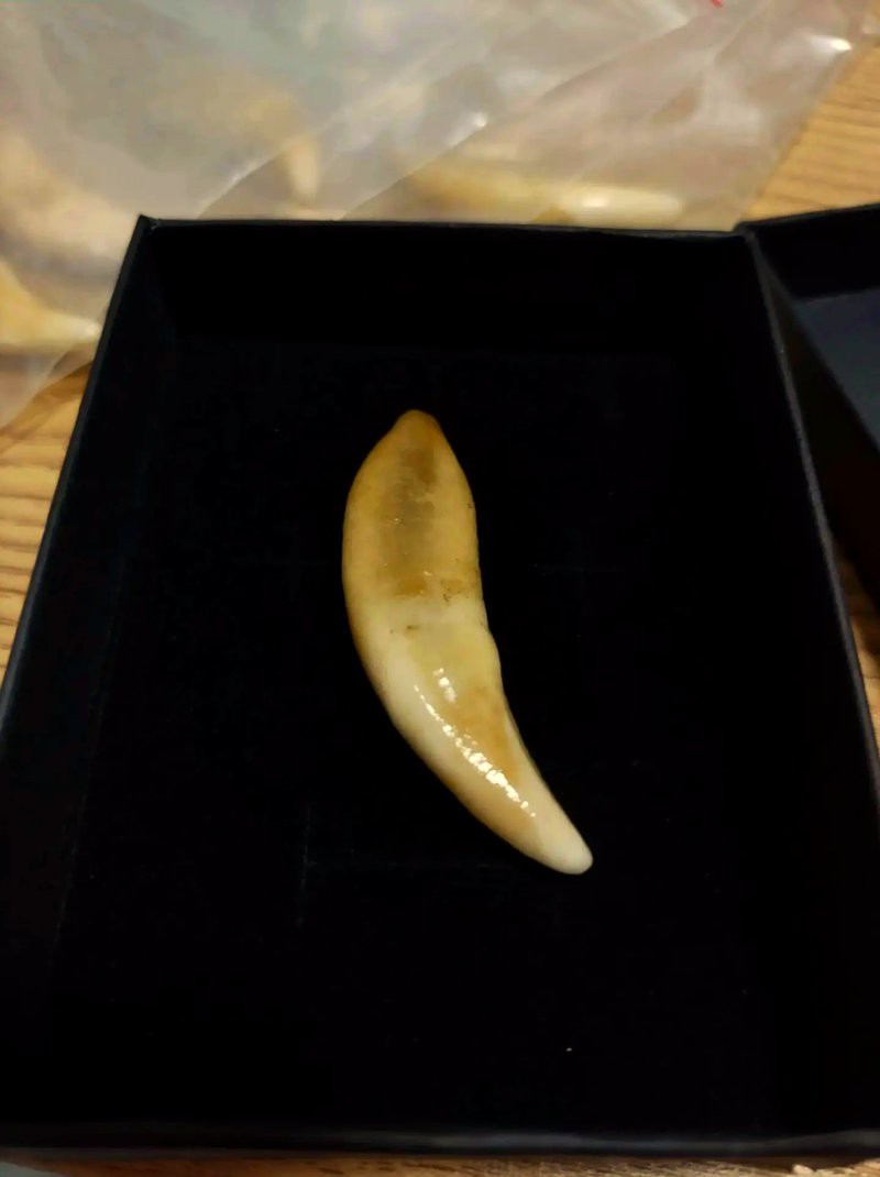 三種人不宜戴魚(yú)牙【三種人不宜戴魚(yú)牙飾品的人不宜戴陶瓷魚(yú)牙飾品選擇】 三種人不宜戴魚(yú)牙【三種人不宜戴魚(yú)牙飾品的人不宜戴陶瓷魚(yú)牙飾品選擇】 龍魚(yú)論壇 第1張