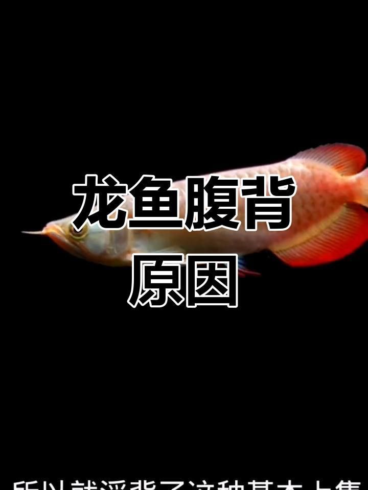 如何判斷龍魚浮背是否嚴重？【賣藝的老青年龍魚浮背的原因及應對方法】