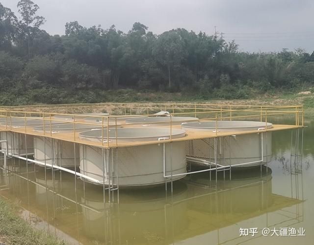 如何判斷龍魚浮背是否嚴重？【賣藝的老青年龍魚浮背的原因及應對方法】