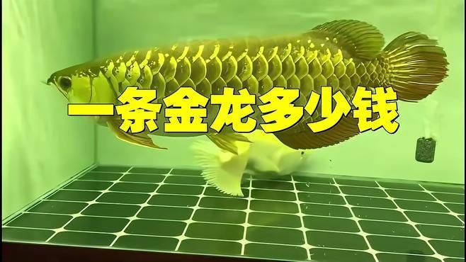 小金龍魚什么顏色最貴【揭秘四種最昂貴的龍魚，血紅色、純金鱗片一應俱全】 小金龍魚什么顏色最貴【揭秘四種最昂貴的龍魚，血紅色、純金鱗片一應俱全】 龍魚百科 第2張