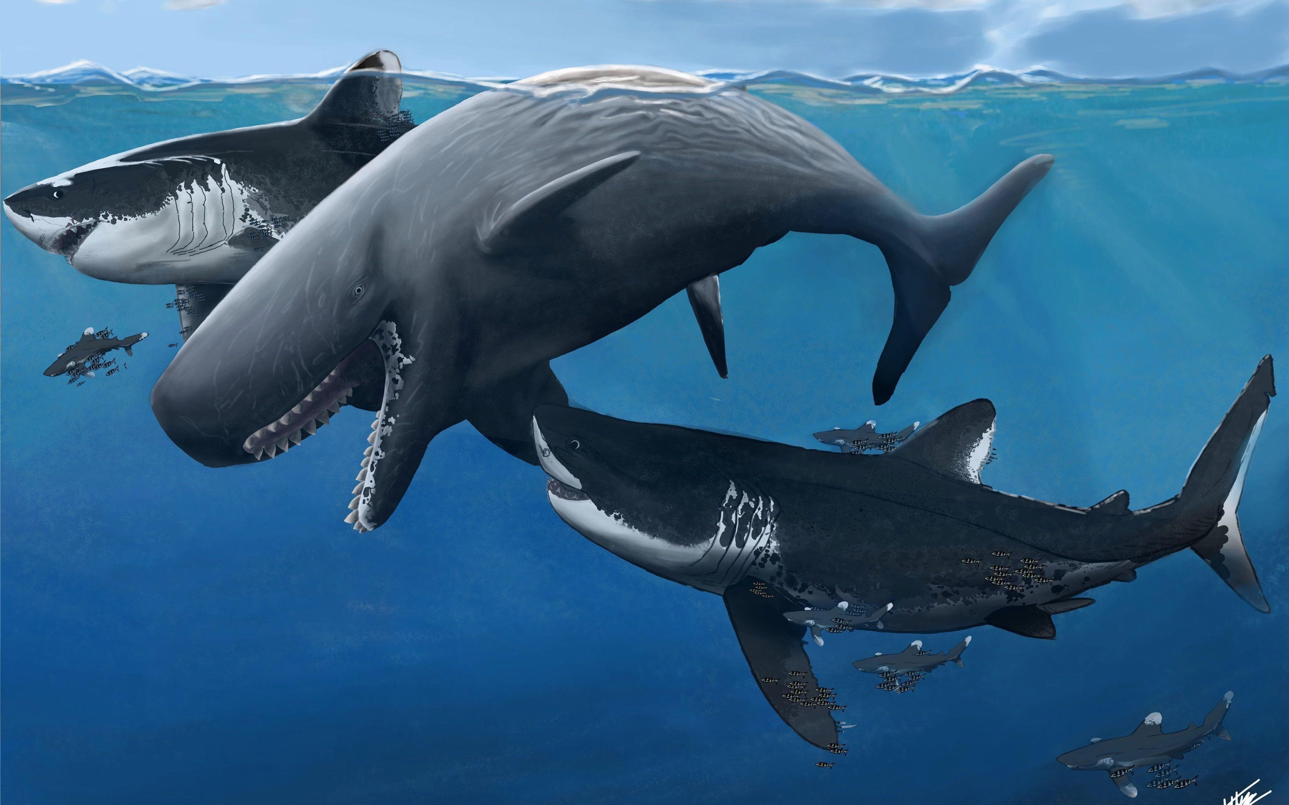 梅氏利維坦鯨【史前最恐怖的海洋暴君梅氏利維坦鯨,專門捕食遠古鯊魚!】