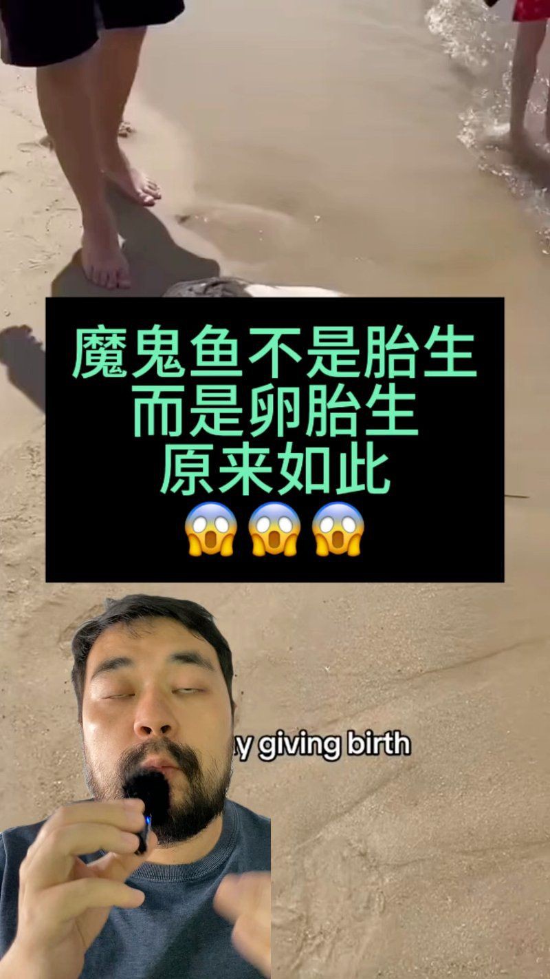 魔鬼魚是胎生還是卵生【科普中國魔鬼魚（蝠鲼）屬于軟骨魚綱、蝠鲼科，其繁殖方式獨特】
