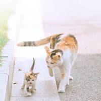 海豚和潛水艇有什么關系【海豚與潛水艇之間的關系】 龍魚論壇 第14張 海豚和潛水艇有什么關系【海豚與潛水艇之間的關系】 海豚和潛水艇有什么關系【海豚與潛水艇之間的關系】 龍魚論壇 第14張