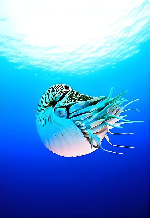 海豚和潛水艇有什么關系【海豚與潛水艇之間的關系】 龍魚論壇 第7張 海豚和潛水艇有什么關系【海豚與潛水艇之間的關系】 海豚和潛水艇有什么關系【海豚與潛水艇之間的關系】 龍魚論壇 第7張