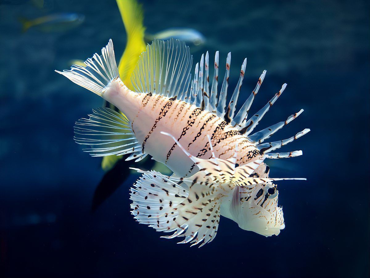 海豚和潛水艇有什么關系【海豚與潛水艇之間的關系】 龍魚論壇 第18張 海豚和潛水艇有什么關系【海豚與潛水艇之間的關系】 海豚和潛水艇有什么關系【海豚與潛水艇之間的關系】 龍魚論壇 第18張
