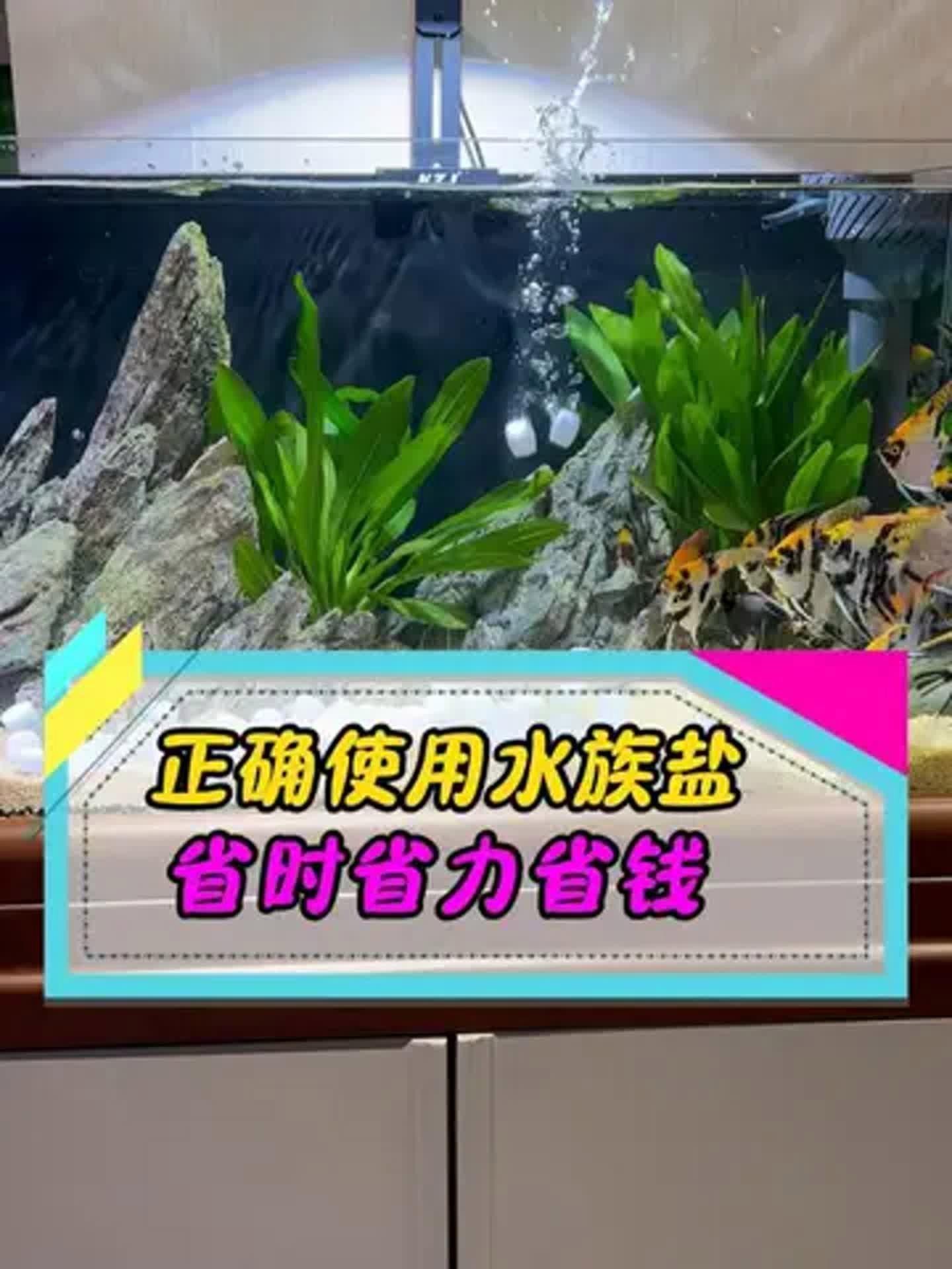 淡水魚缸100升水放多少鹽【淡水魚缸100升水放多少鹽總出錯學會這4步魚不爛尾、水不發臭】