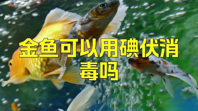 魚(yú)缸里滴了兩滴碘伏可以嗎【向魚(yú)缸中滴入兩滴碘伏是否可行】