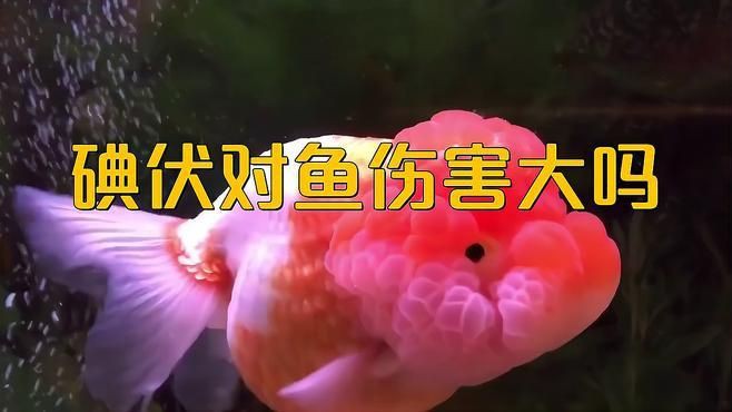 魚(yú)缸里滴了兩滴碘伏可以嗎【向魚(yú)缸中滴入兩滴碘伏是否可行】