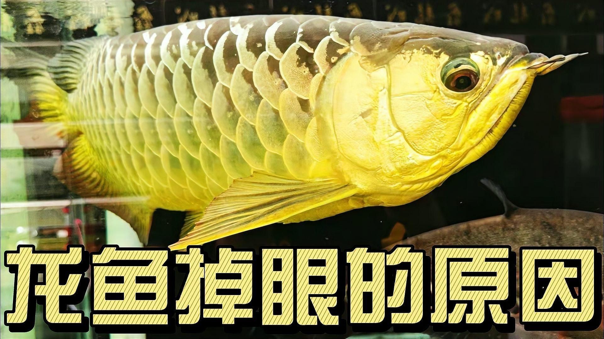 如何判斷龍魚是否感染導致掉眼？【如何判斷龍魚是否因感染導致掉眼】