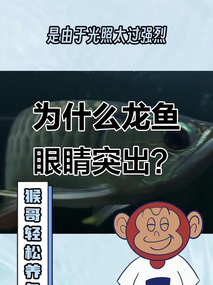 如何判斷龍魚是否感染導致掉眼？【如何判斷龍魚是否因感染導致掉眼】
