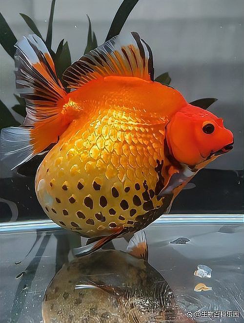 金魚肚子大炸鱗是懷孕了嗎【小金魚肚子大且炸鱗是懷孕了還是豎鱗病等健康問題而非懷孕】