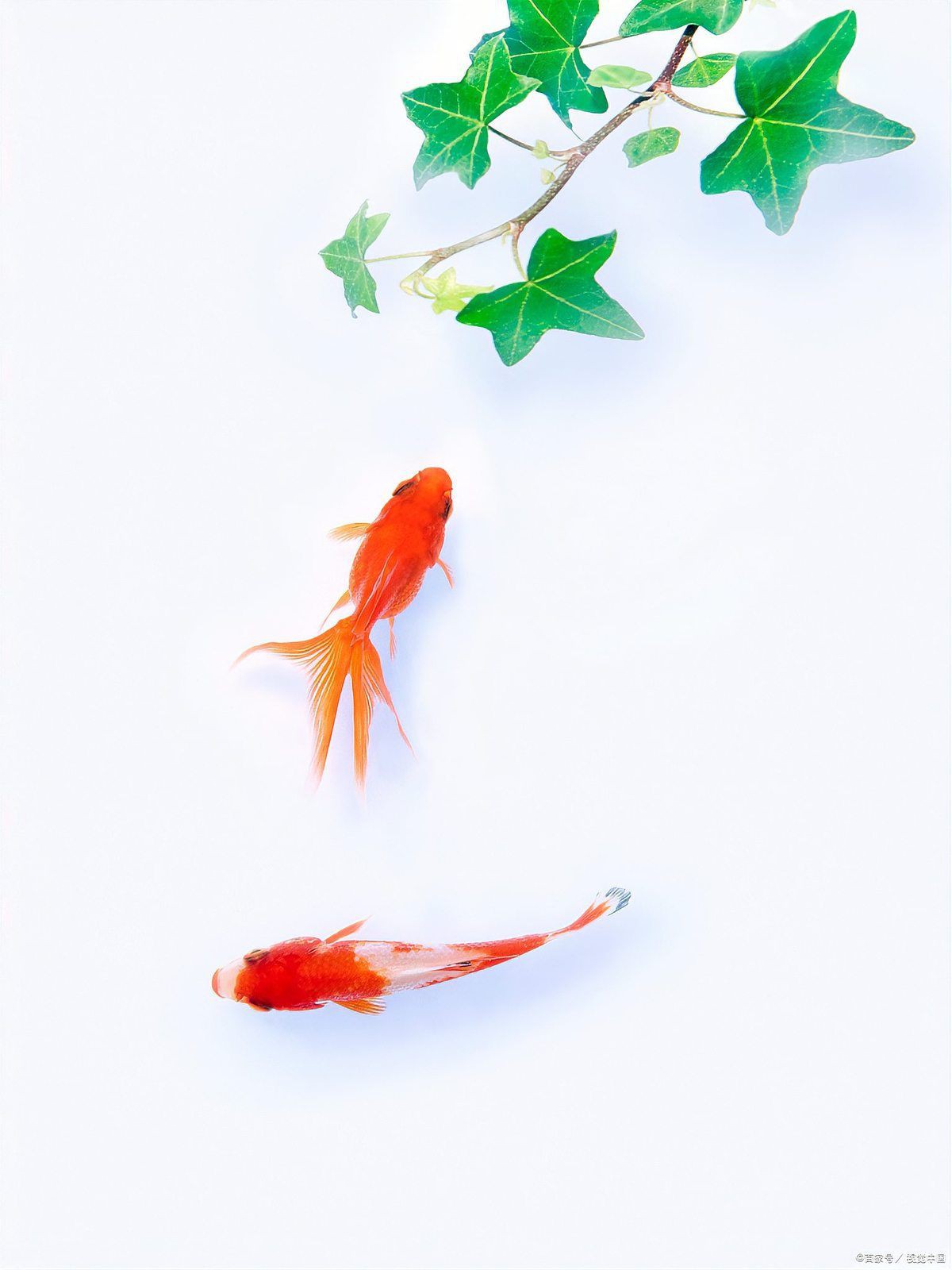 金魚肚子大炸鱗是懷孕了嗎【小金魚肚子大且炸鱗是懷孕了還是豎鱗病等健康問題而非懷孕】