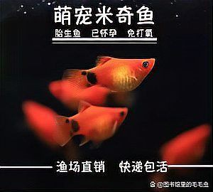 金魚肚子大炸鱗是懷孕了嗎【小金魚肚子大且炸鱗是懷孕了還是豎鱗病等健康問題而非懷孕】
