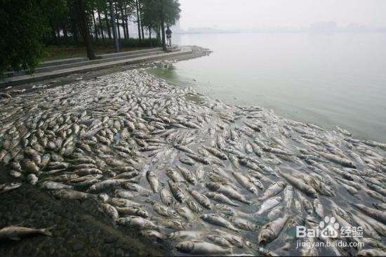 魚死了如何妥善處理尸體？【犧牲滴小魚如何處理一條魚一朵鮮花歸宿一盆花一個(gè)靈魂守護(hù)】