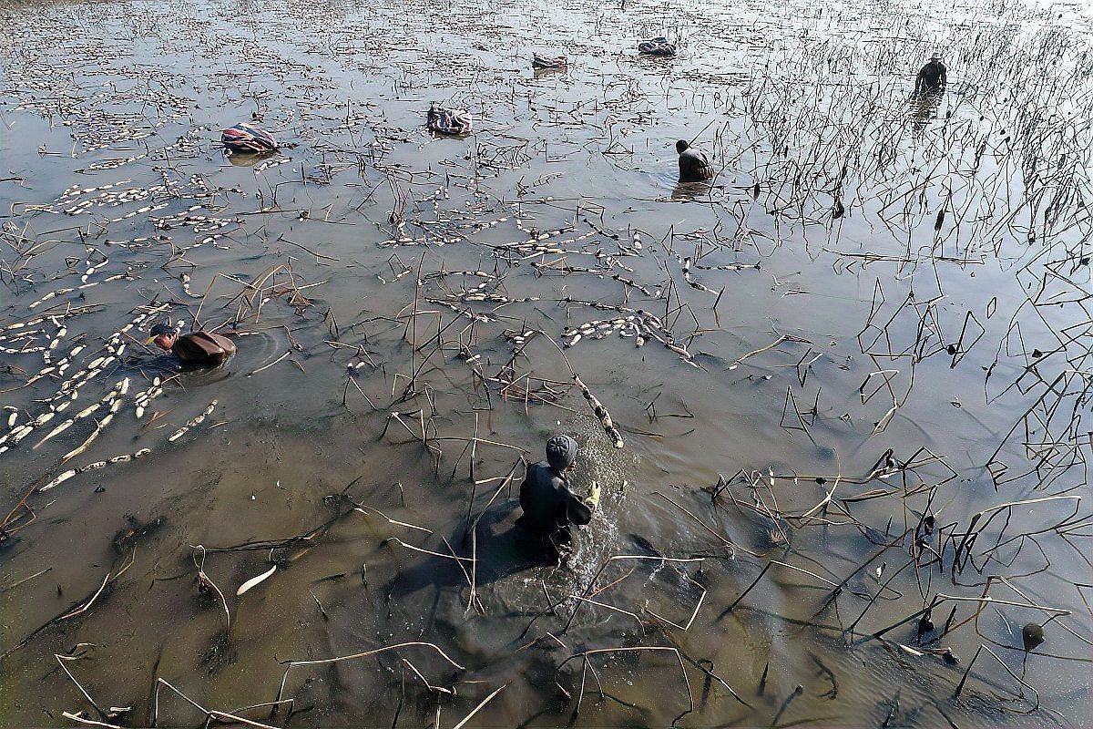 魚死了如何妥善處理尸體？【犧牲滴小魚如何處理一條魚一朵鮮花歸宿一盆花一個靈魂守護】