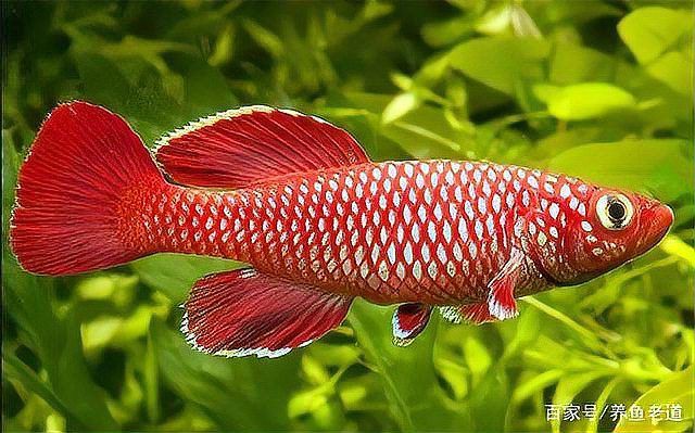 魚身上長白毛會自愈嗎？【觀賞魚身上長白毛怎么回事魚身上長白毛怎么回事】