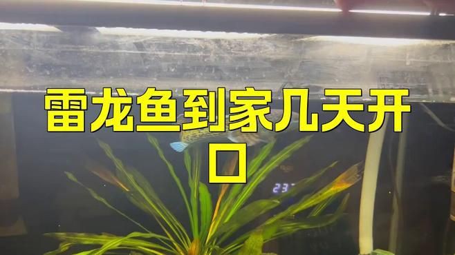 雷龍魚多久適應(yīng)新環(huán)境？【雷龍魚到家多久恢復(fù)狀態(tài)科技飛揚(yáng)雷龍魚到家多久恢復(fù)狀態(tài)科技飛揚(yáng)】