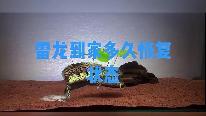 雷龍魚多久適應(yīng)新環(huán)境？【雷龍魚到家多久恢復(fù)狀態(tài)科技飛揚(yáng)雷龍魚到家多久恢復(fù)狀態(tài)科技飛揚(yáng)】