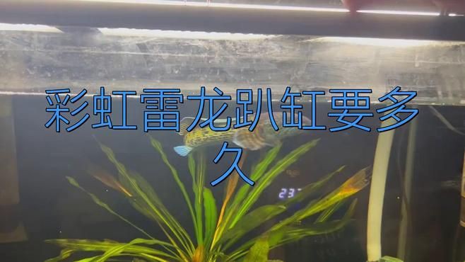 雷龍魚多久適應新環境？【雷龍魚到家多久恢復狀態科技飛揚雷龍魚到家多久恢復狀態科技飛揚】