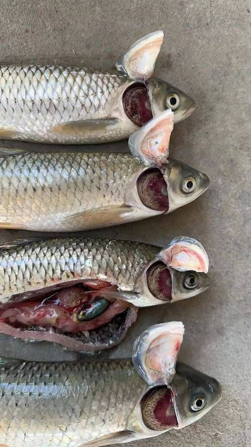 魚爛鰓圖片【關于“魚爛鰓圖片”的分析與圖片展示】