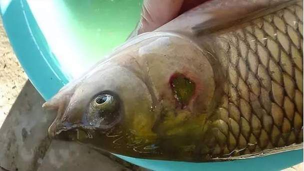 魚爛鰓圖片【關于“魚爛鰓圖片”的分析與圖片展示】