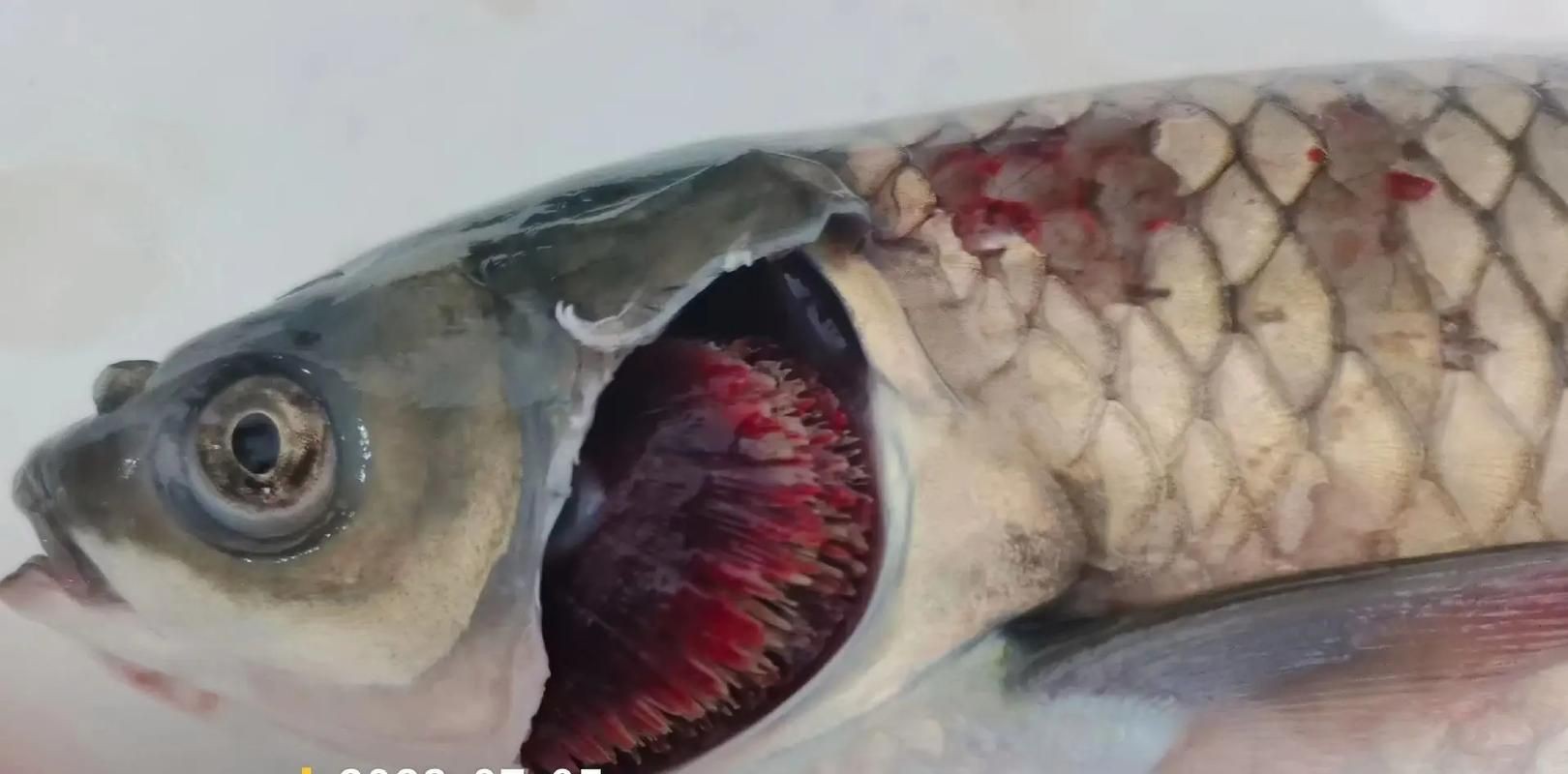 魚爛鰓圖片【關于“魚爛鰓圖片”的分析與圖片展示】