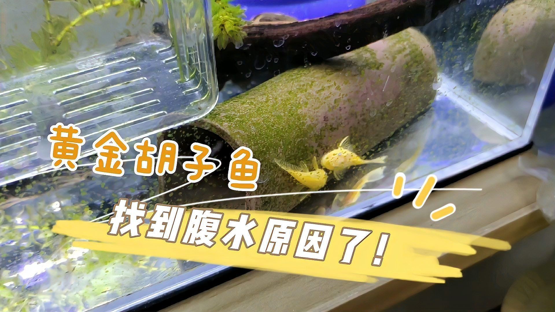 有哪些魚容易得腹水【魚類腹水病是一種常見且嚴重的病癥】