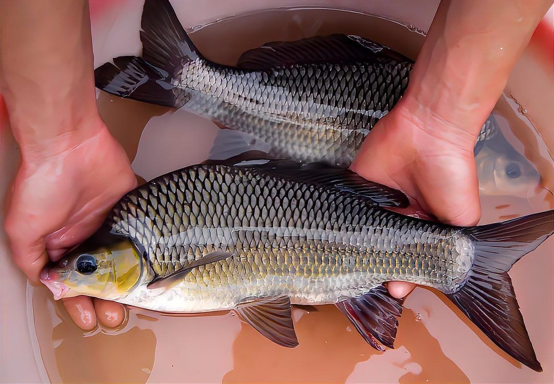 哪些魚是國家保護動物【中國部分國家級保護野生動物名錄及簡介】