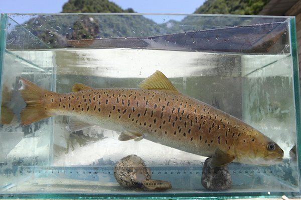 哪些魚是國家保護動物【中國部分國家級保護野生動物名錄及簡介】