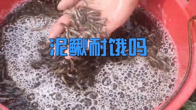 哪些魚類的耐餓能力最強？【格陵蘭睡鯊耐餓能力排行榜，格陵蘭睡鯊耐餓能力最強】 哪些魚類的耐餓能力最強？【格陵蘭睡鯊耐餓能力排行榜，格陵蘭睡鯊耐餓能力最強】 龍魚百科 第4張