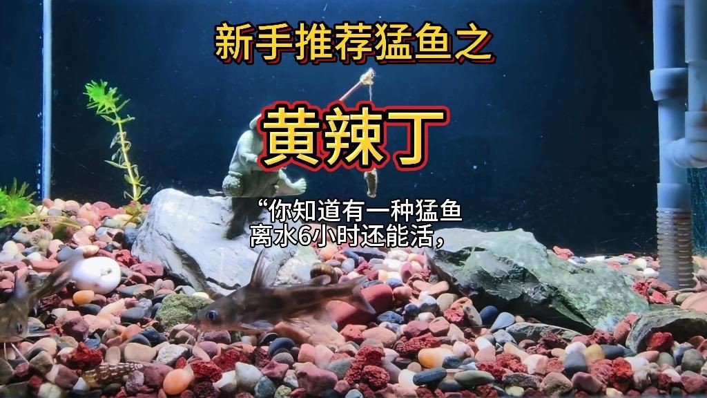 哪些魚類的耐餓能力最強？【格陵蘭睡鯊耐餓能力排行榜，格陵蘭睡鯊耐餓能力最強】 哪些魚類的耐餓能力最強？【格陵蘭睡鯊耐餓能力排行榜，格陵蘭睡鯊耐餓能力最強】 龍魚百科 第6張