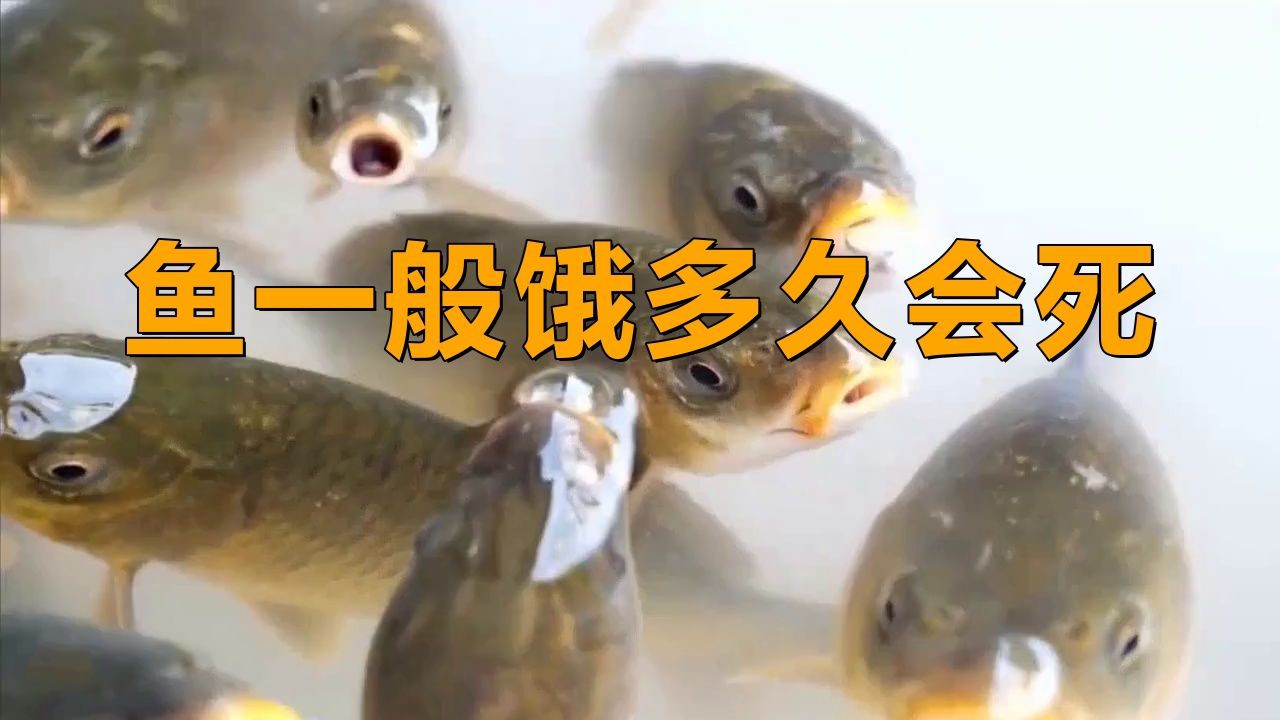 哪些魚類的耐餓能力最強？【格陵蘭睡鯊耐餓能力排行榜，格陵蘭睡鯊耐餓能力最強】 哪些魚類的耐餓能力最強？【格陵蘭睡鯊耐餓能力排行榜，格陵蘭睡鯊耐餓能力最強】 龍魚百科 第1張