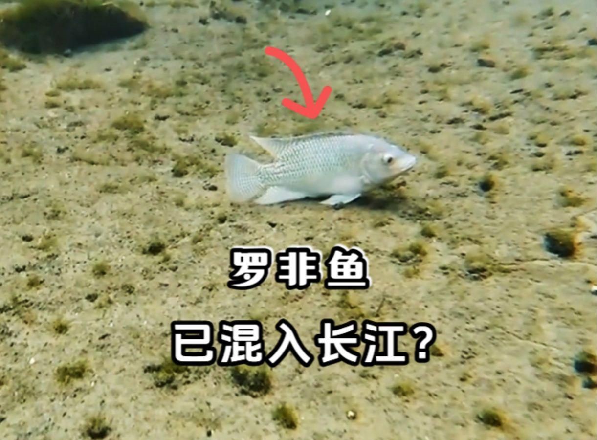 哪些魚類的耐餓能力最強？【格陵蘭睡鯊耐餓能力排行榜，格陵蘭睡鯊耐餓能力最強】 哪些魚類的耐餓能力最強？【格陵蘭睡鯊耐餓能力排行榜，格陵蘭睡鯊耐餓能力最強】 龍魚百科 第5張