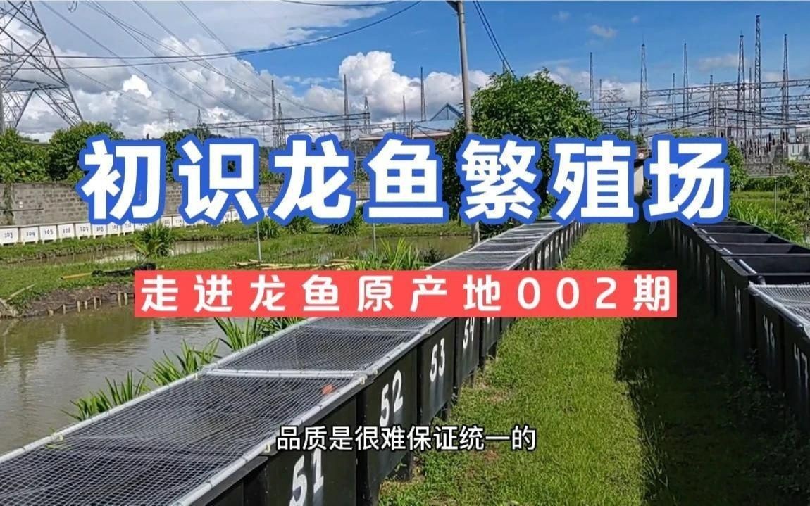 有哪些知名的紅龍魚繁殖場？【走進紅龍魚繁殖場】 有哪些知名的紅龍魚繁殖場？【走進紅龍魚繁殖場】 龍魚百科 第7張