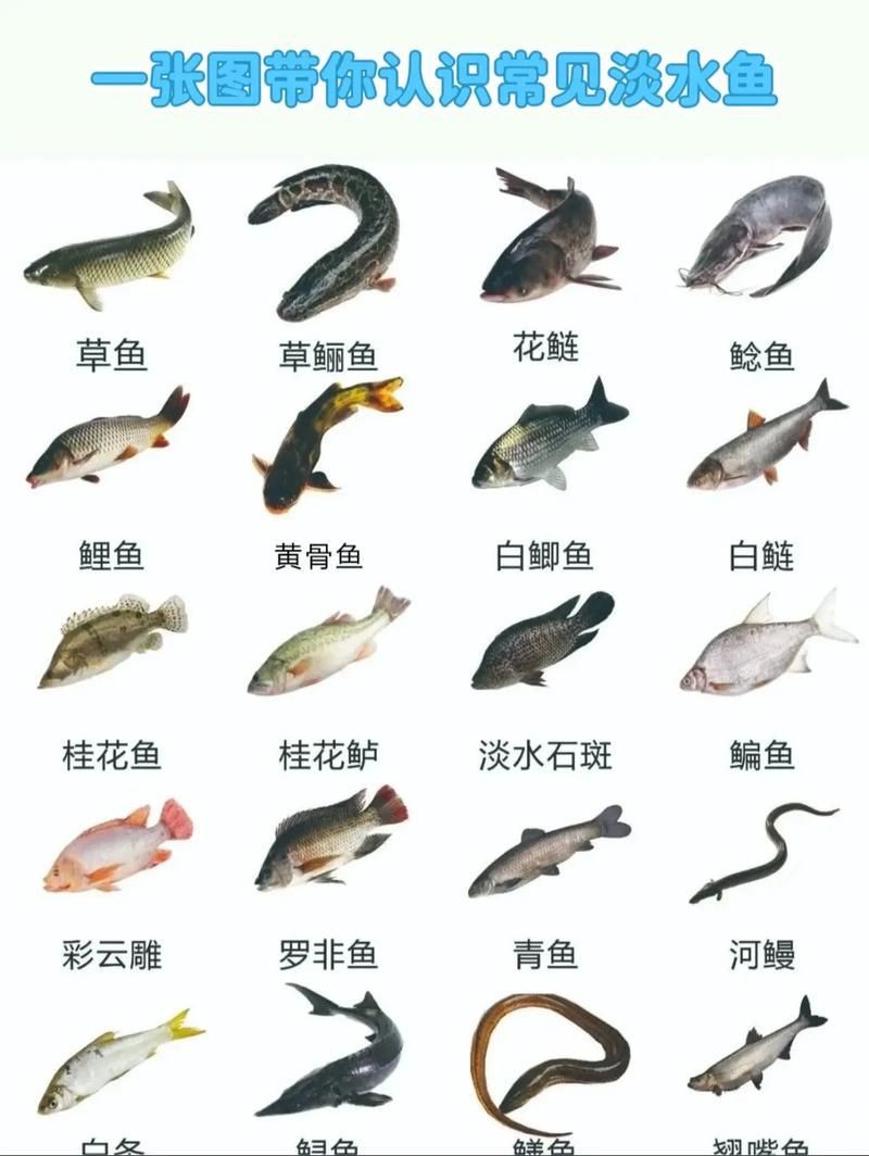 掃一掃看圖識魚【《掃一掃看圖識魚》主流魚類識別軟件的特點對比】 龍魚百科 第13張 掃一掃看圖識魚【《掃一掃看圖識魚》主流魚類識別軟件的特點對比】 掃一掃看圖識魚【《掃一掃看圖識魚》主流魚類識別軟件的特點對比】 龍魚百科 第13張