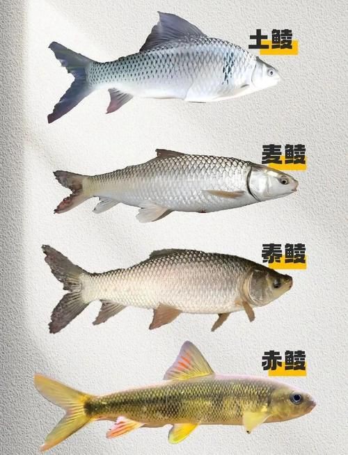 掃一掃看圖識魚【《掃一掃看圖識魚》主流魚類識別軟件的特點對比】 龍魚百科 第21張 掃一掃看圖識魚【《掃一掃看圖識魚》主流魚類識別軟件的特點對比】 掃一掃看圖識魚【《掃一掃看圖識魚》主流魚類識別軟件的特點對比】 龍魚百科 第21張
