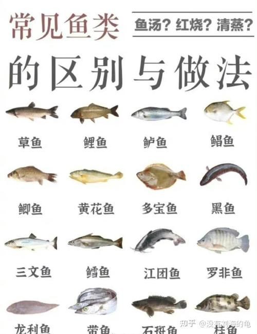 掃一掃看圖識魚【《掃一掃看圖識魚》主流魚類識別軟件的特點對比】 龍魚百科 第20張 掃一掃看圖識魚【《掃一掃看圖識魚》主流魚類識別軟件的特點對比】 掃一掃看圖識魚【《掃一掃看圖識魚》主流魚類識別軟件的特點對比】 龍魚百科 第20張